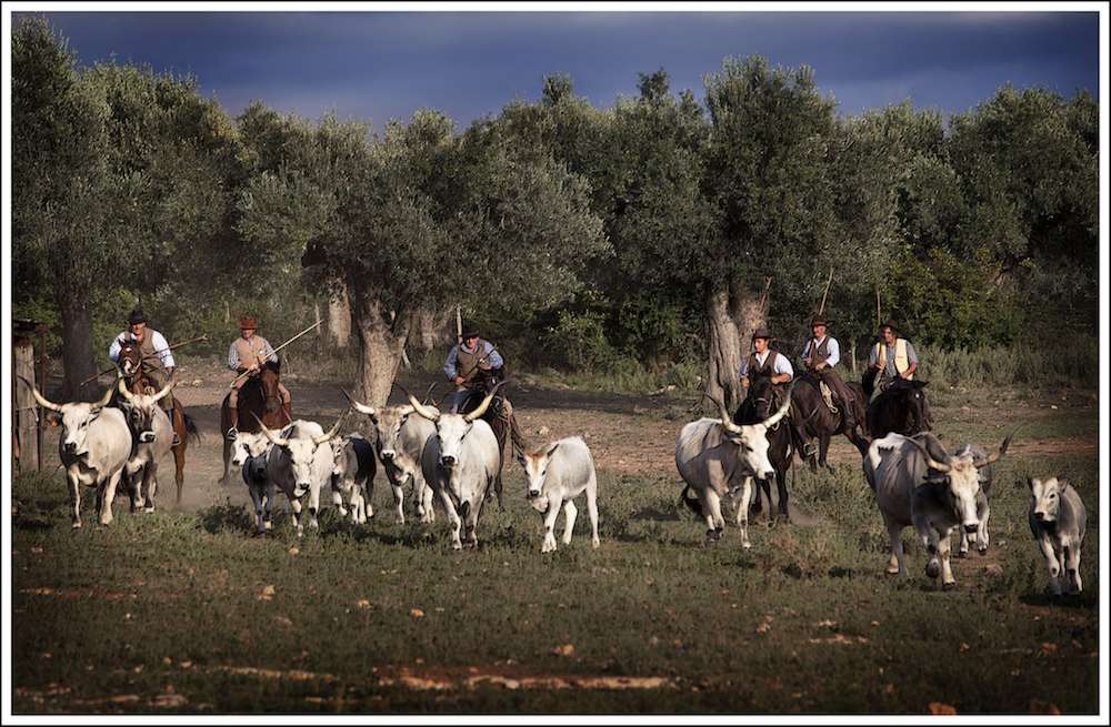 Les butteri traversent à cheval les étendues marécageuses guidantguidant leurs troupeaux de vaches aux longues cornes recourbées tout au long des pâturages du littoral.