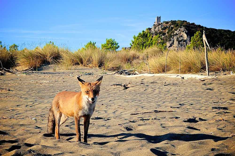 Dans le Parque Natural de la Maremme vous pouvez voir des animaux sauvages qui ont choisi ce milieu protégé. Cala di Forno.